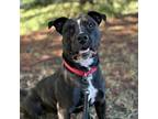 Adopt Beaker a Black American Staffordshire Terrier / Mixed dog in Shawnee