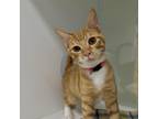 Adopt Frito a Orange or Red Domestic Shorthair / Mixed cat in Beaumont