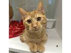 Adopt McFry a Orange or Red Domestic Shorthair / Mixed cat in Beaumont