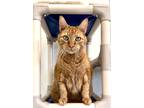 Adopt Dewey a Domestic Shorthair / Mixed (short coat) cat in Cumberland