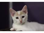 Adopt Harold a Domestic Shorthair / Mixed (short coat) cat in Rockford