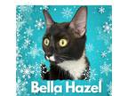 Adopt Bella Hazel a Black & White or Tuxedo Domestic Shorthair / Mixed (short