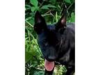 Adopt Cloe’s Crew : Cletus a Black Dachshund / Australian Shepherd dog in