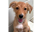 Adopt Gus a Red/Golden/Orange/Chestnut Golden Retriever / Mixed dog in Victoria