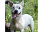Adopt Cam a White - with Tan, Yellow or Fawn Labrador Retriever / Mixed dog in