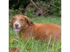 Adopt Daisy a Tan/Yellow/Fawn Hound (Unknown Type) / Mixed dog in QUINCY