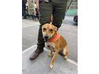 Adopt Chrysler a Tan/Yellow/Fawn Mixed Breed (Medium) dog in New York