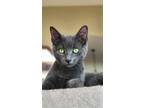 Adopt Tarn a Gray or Blue Domestic Shorthair / Mixed (short coat) cat in