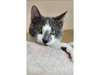Adopt Lagoon a Gray or Blue (Mostly) Domestic Shorthair / Mixed (short coat) cat