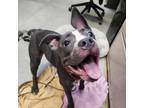 Adopt Mopsy a Gray/Silver/Salt & Pepper - with Black Mixed Breed (Medium) /