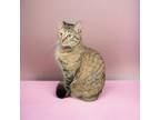 Adopt Agatha a Domestic Shorthair (short coat) cat in Dallas, TX (38930477)