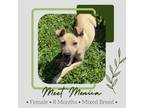 Adopt Monica a Tan/Yellow/Fawn Mixed Breed (Small) / Mixed dog in Starkville