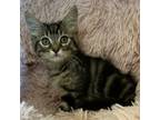 Adopt Starfish a Brown or Chocolate Domestic Shorthair / Mixed cat in Los