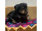 Gertie male pup 2-CKC