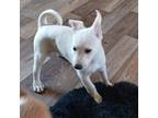 Adopt Monday a Mixed Breed (Medium) / Mixed dog in Austin, TX (38984444)