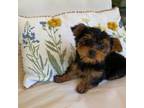 Yorkshire Terrier Puppy for sale in Pickens, SC, USA