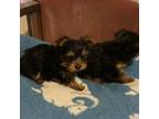 Yorkshire Terrier Puppy for sale in Pickens, SC, USA