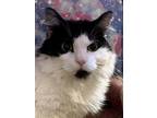 Adopt Bella Ball a Domestic Longhair (long coat) cat in Dallas, TX (38742907)