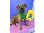 Adopt Naruto a Brindle Mixed Breed (Large) / Mixed dog in Binghamton