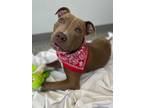 Adopt Harley a Brindle - with White Mixed Breed (Medium) / Pit Bull Terrier /