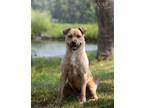 Adopt Molly C a Tan/Yellow/Fawn Pit Bull Terrier / Labrador Retriever dog in