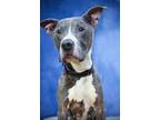 Adopt Blue a American Pit Bull Terrier / Mixed dog in Gloversville