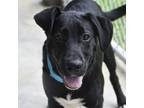 Adopt Harvey a Black Mixed Breed (Medium) / Mixed dog in Columbus, NC (38926179)