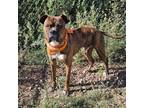 Adopt Tony a Brindle Boxer / Mixed dog in Show Low, AZ (38953707)
