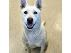 Adopt Nova a Husky / Mixed Breed (Medium) dog in Burlington, IA (38741855)