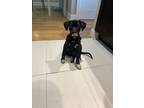Adopt Nissan a Black Mixed Breed (Medium) dog in New York, NY (38961733)