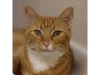 Adopt Reba a Orange or Red Domestic Shorthair / Mixed cat in Aldie