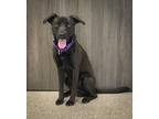 Adopt Steve a Terrier (Unknown Type, Medium) dog in Georgetown, OH (38806454)