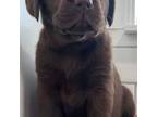 Labrador Retriever Puppy for sale in Tacoma, WA, USA