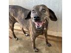 Adopt Mary Moon a Brindle Hound (Unknown Type) / Mixed dog in Sand Springs