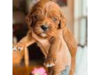 Cavapoo Puppy for sale in Columbus, KS, USA