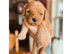 Cavapoo Puppy for sale in Columbus, KS, USA