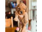 Cavapoo Puppy for sale in Columbus, KS, USA