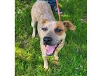 Adopt Freckles a Australian Cattle Dog / Mixed dog in Genoa, IL (39000699)