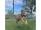 Adopt Hank C48-9213 a Tan/Yellow/Fawn Mixed Breed (Medium) / Mixed dog in Grand