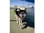 Adopt Bark Twain a Black Husky / Mixed dog in Fresno, CA (38859271)