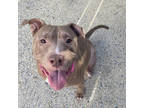 Adopt Phoenyx a Tan/Yellow/Fawn American Pit Bull Terrier / Mixed dog in