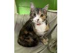Adopt Waverly a Domestic Shorthair / Mixed (short coat) cat in Jim Thorpe