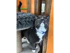 Adopt Isaac a Domestic Shorthair / Mixed (short coat) cat in Jim Thorpe