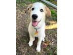 Adopt Blueberry *Pending Adoption* a White - with Tan, Yellow or Fawn Great