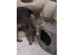 Adopt CHAD a Domestic Shorthair / Mixed (short coat) cat in Sandusky