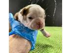 Boston Terrier Puppy for sale in Tulare, CA, USA