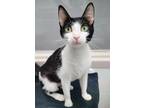 Adopt Little Sister a Domestic Shorthair / Mixed (short coat) cat in