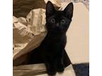 Adopt Autumn a All Black Domestic Shorthair / Mixed cat in Los Angeles