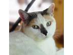 Adopt Dancy a White Domestic Shorthair / Mixed cat in Brighton, MO (36292322)