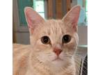 Adopt Biscuit a Tan or Fawn Tabby Domestic Shorthair / Mixed cat in Brighton